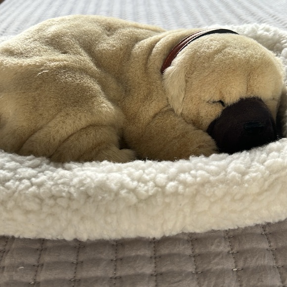 Perfect ❤️ Petzz - Picture 6 of 6